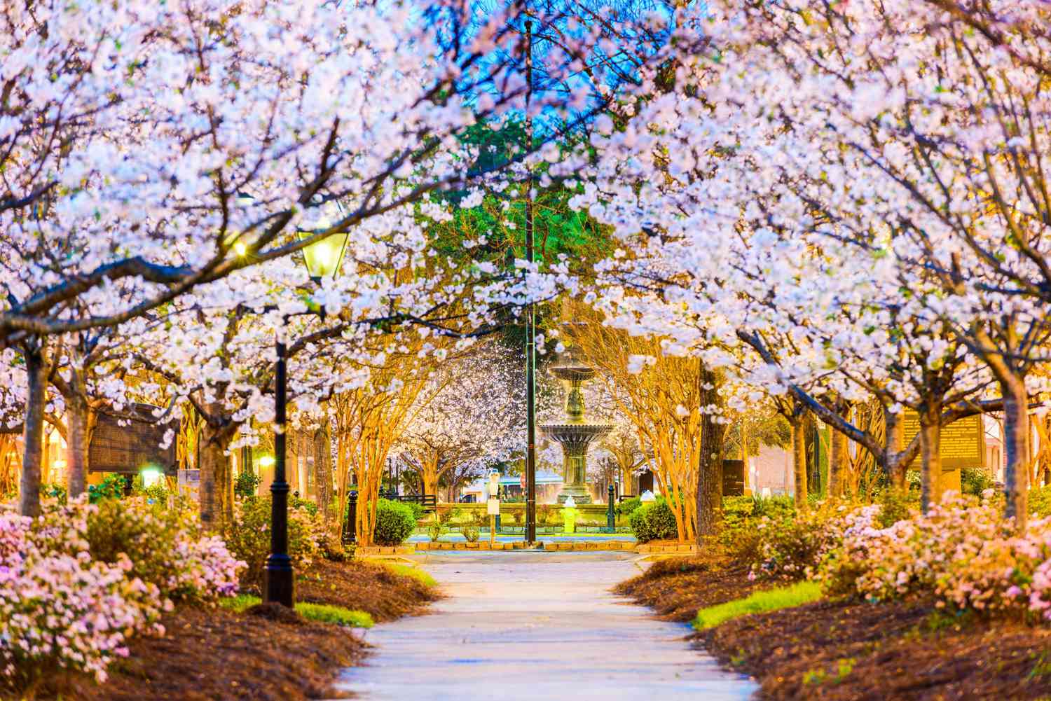 2026 Cherry Blossom Festival in Macon, GA: Perfect Transportation Solutions with Grand Limousine Macon